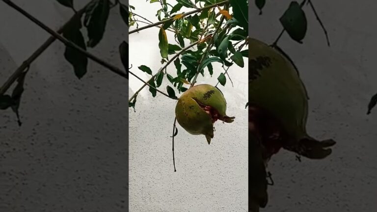 &iexcl;Descubre c&oacute;mo saber si la granada est&aacute; madura y obt&eacute;n el mejor sabor!