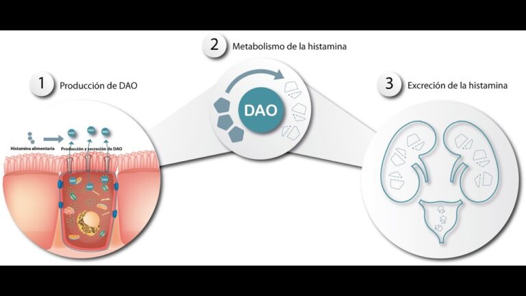 Descubre los alimentos anti