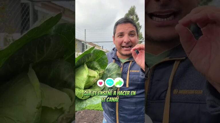 Col y Repollo: &iquest;Son realmente la misma planta?