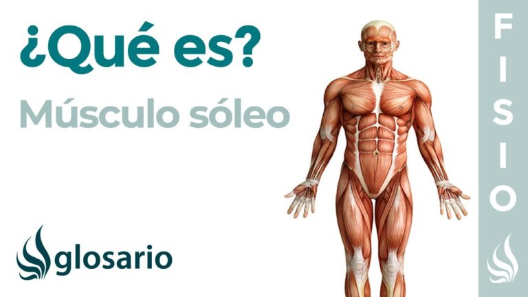 Soleo: Descubre el Fascinante Origen e Inserci&oacute;n de este M&uacute;sculo
