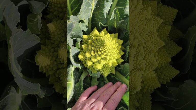 Descubre la sorprendente verdura parecida al br&oacute;coli con sorprendentes beneficios