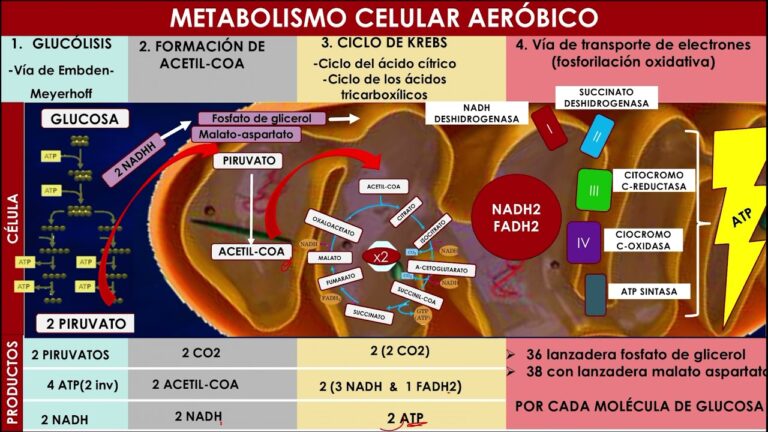 Descubre cuántos ATP genera la glucólisis: sorprendentes resultados revelados