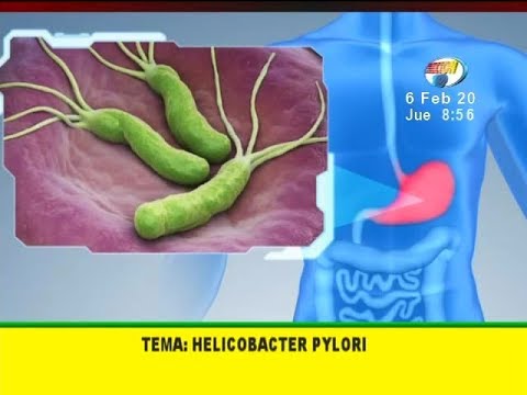 Descubre c&oacute;mo el Helicobacter pylori causa cansancio en tu cuerpo