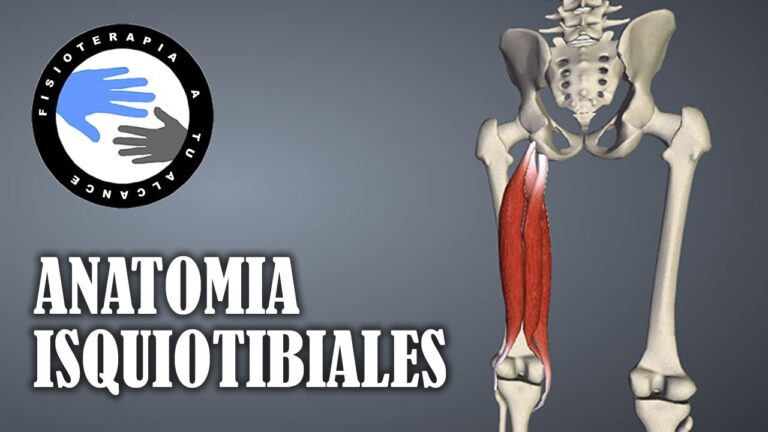 Descubre dónde se encuentra el isquio y su importancia en tu salud