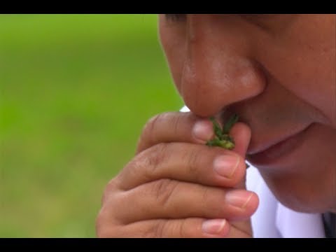 Infusiones naturales: el secreto para aliviar los bronquios