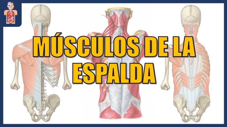Descubre la tabla esencial de los músculos de la espalda para un entrenamiento completo