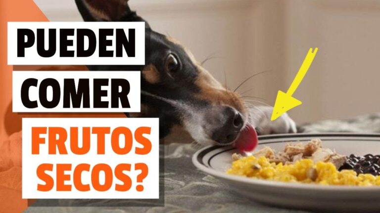 Descubre el beneficio de los frutos secos como snacks para perros ¡sorpréndete!