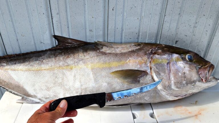 Descubr&iacute; anisakis en mi pescado: &iquest;qu&eacute; medidas tomar?