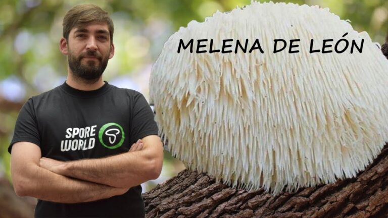 Descubre cuándo la poderosa melena de león causa impacto